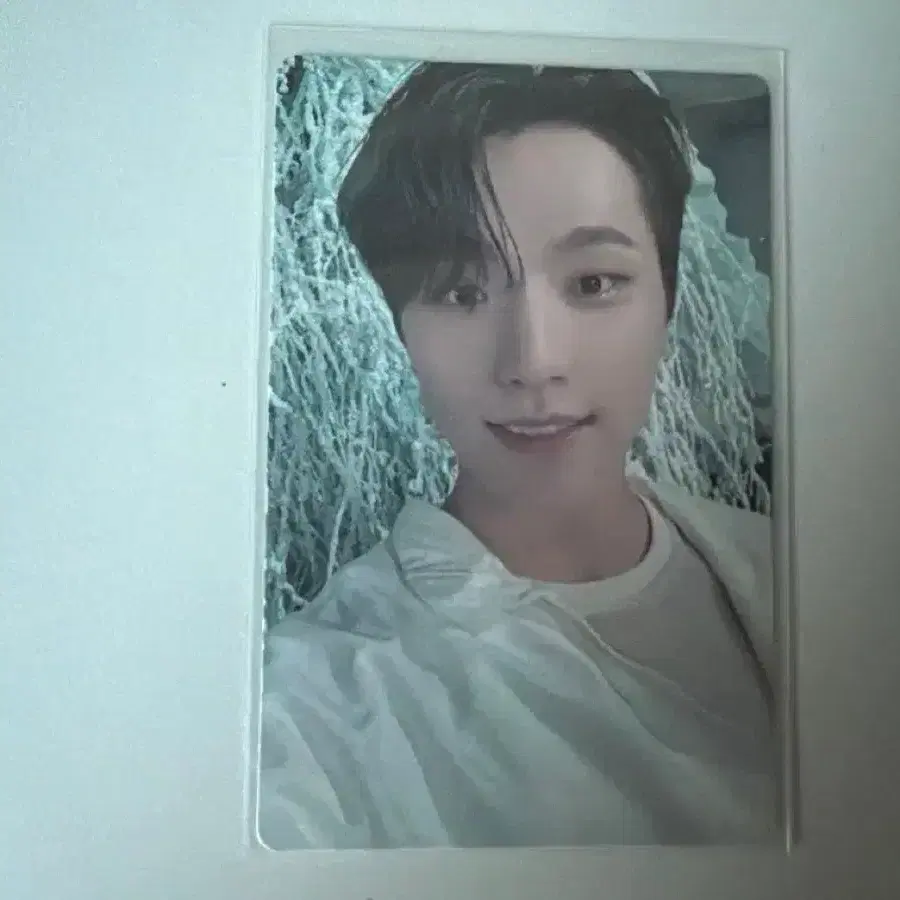 세븐틴 디노 포카 양도 10
